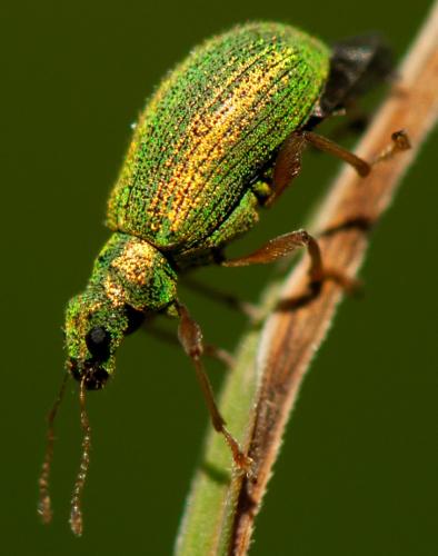 Réf. 182 313 : Polydrusus pterygomalis